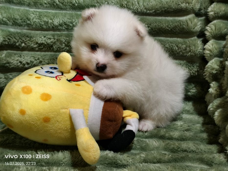 Щенки померанского шпица.