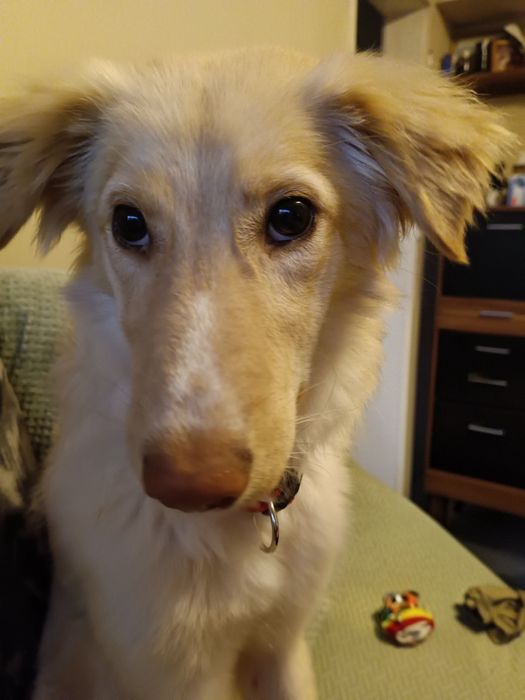 Подарява се женско младо куче