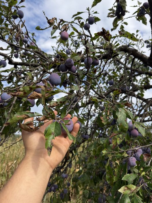 Prune de tuica anaspet
