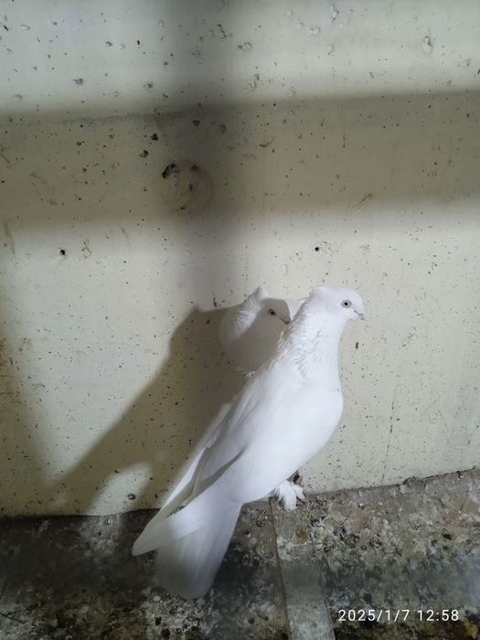 Продам голубей Андижанский