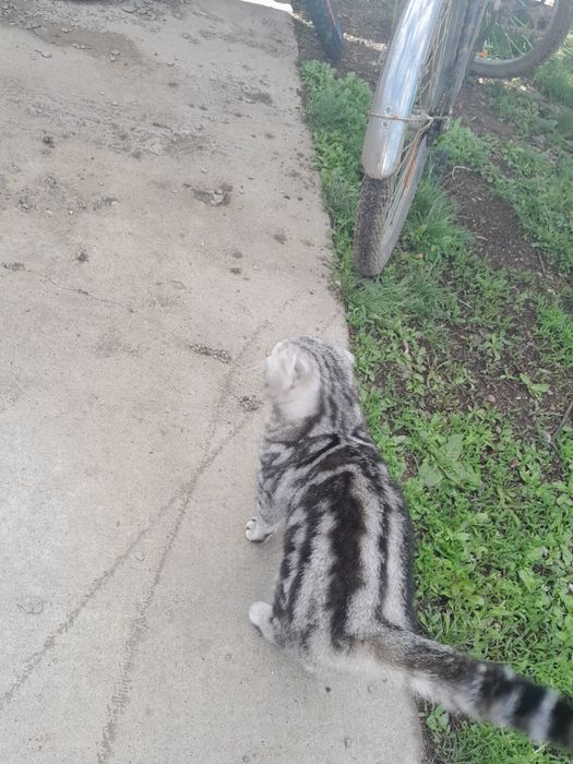 •	Красивая вислоухая кошка, девочк. Срочно