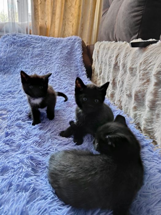 Отдам котят беслплатно