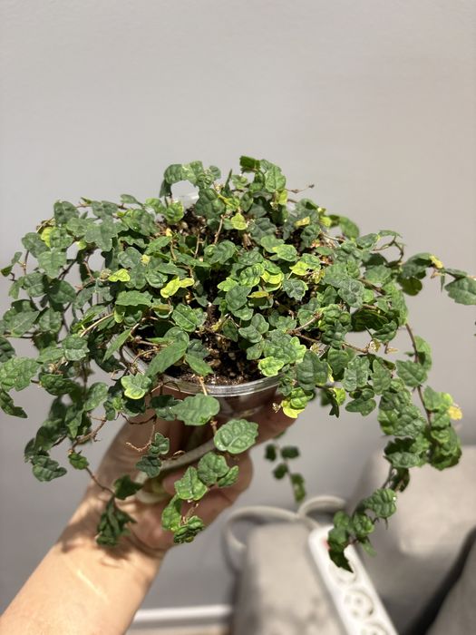 Фикус дуболистный, фикус эстер