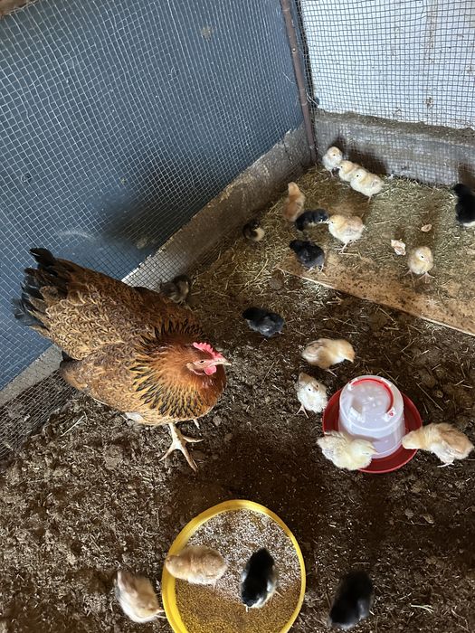 Клушка с цыплятами