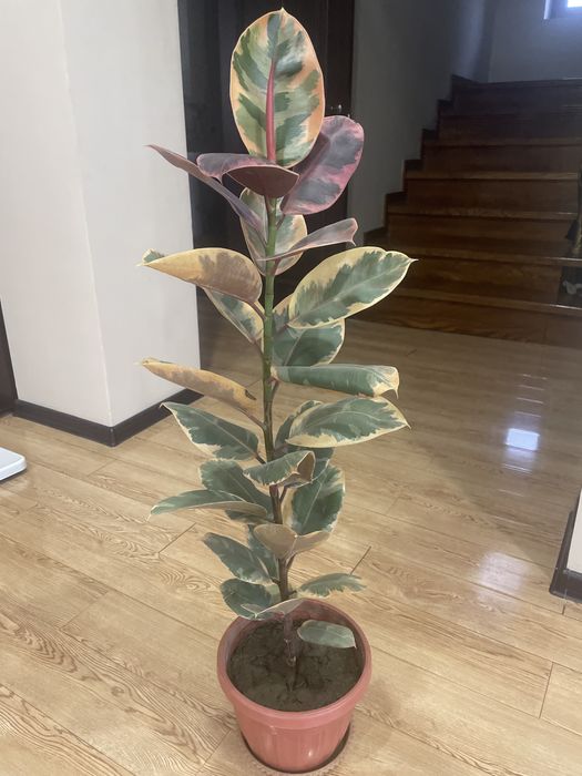 Фикус крупнолистный мраморный