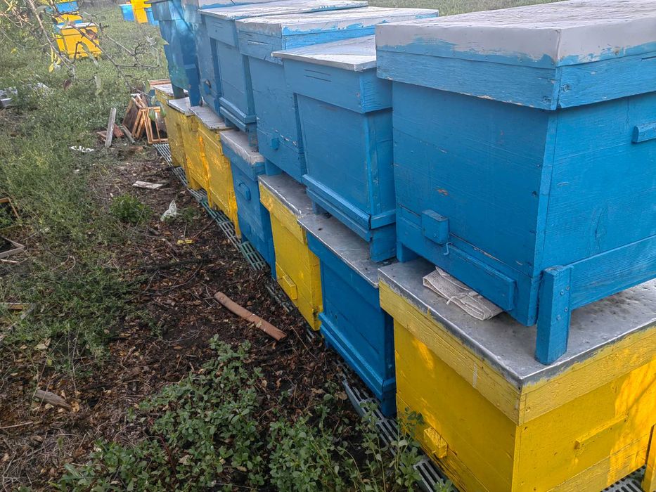 Продавам 13 празни кошери Даданблат