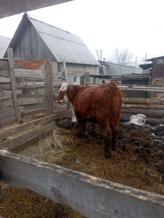 Тёлка подсосная.