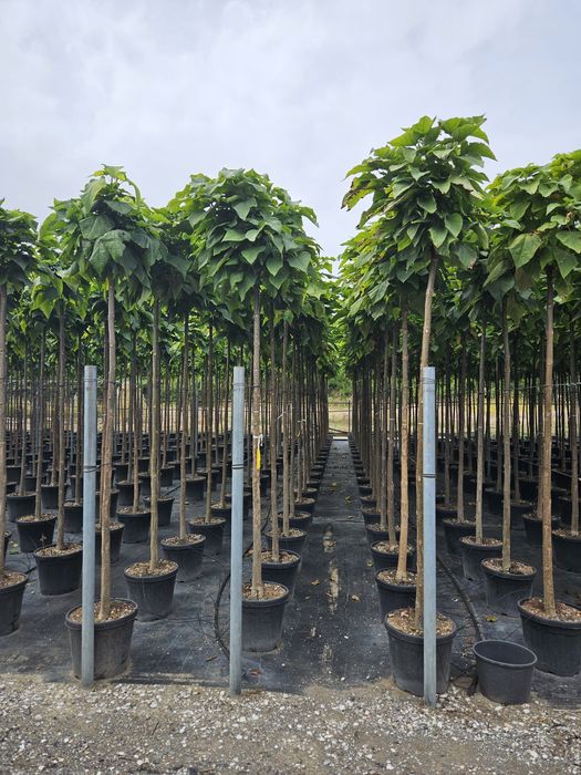Catalpa globular avem mai multe dimensiuni