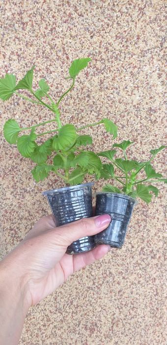 Комнатные растения