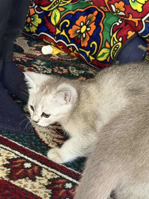 Коцята 2 ойлик 3 та бор