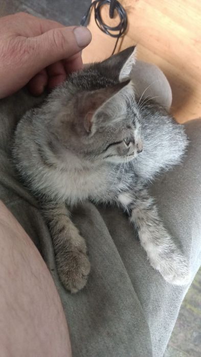 Отдам котика мальчика , в очень добрые руки.
