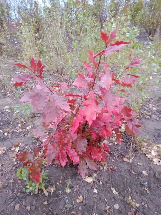 Благоустройство и озеленение