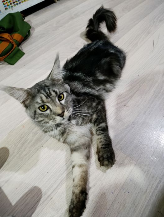 Кот 1.5 год Мейн кун