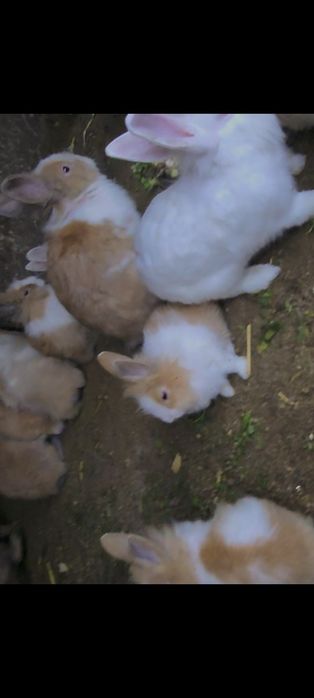 Iepuri de vânzare !