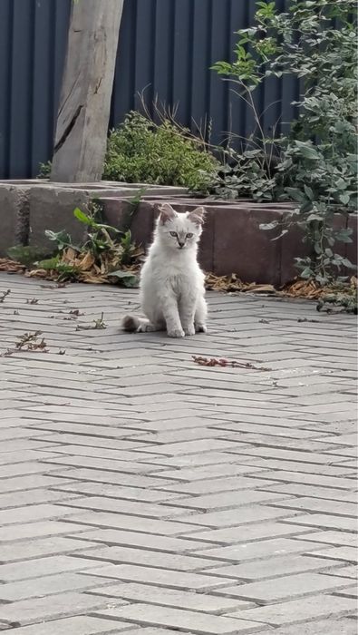 Кошки крысоловы девочки