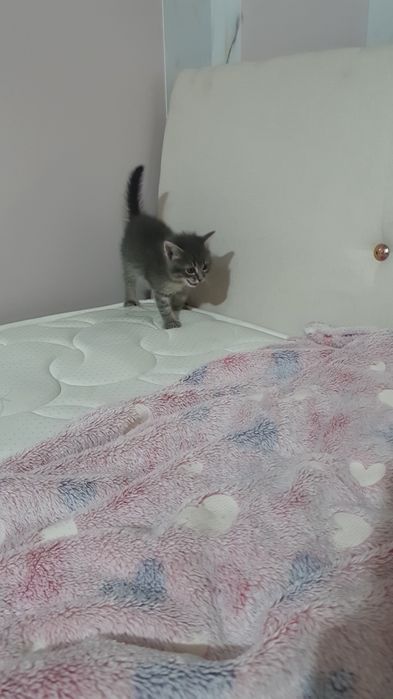 Котята маленькие