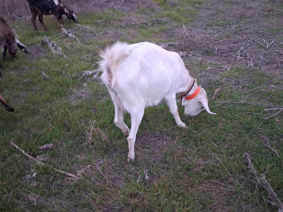 Vand pachet capre de rasa