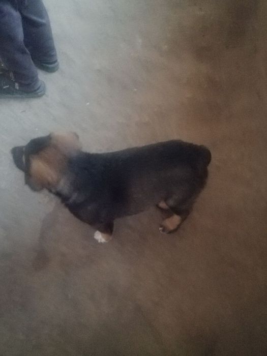 Зотдор Кучук бола