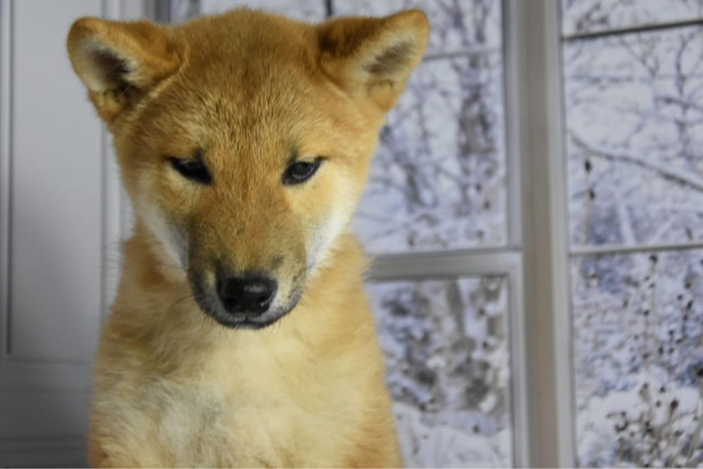 Сиба ину щенки с документами