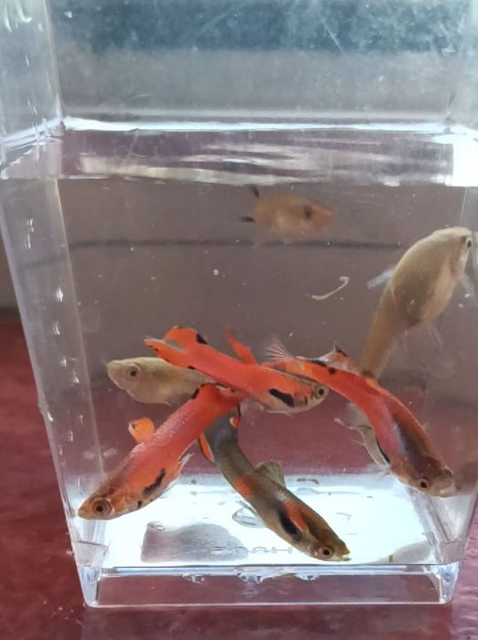 Pești Guppy Endler