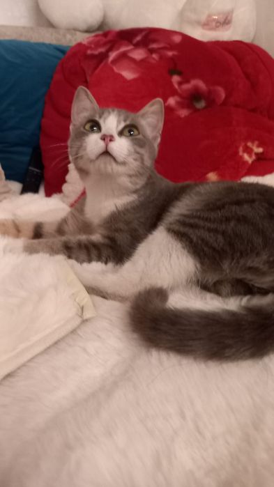 Отдам котенка в добрые руки