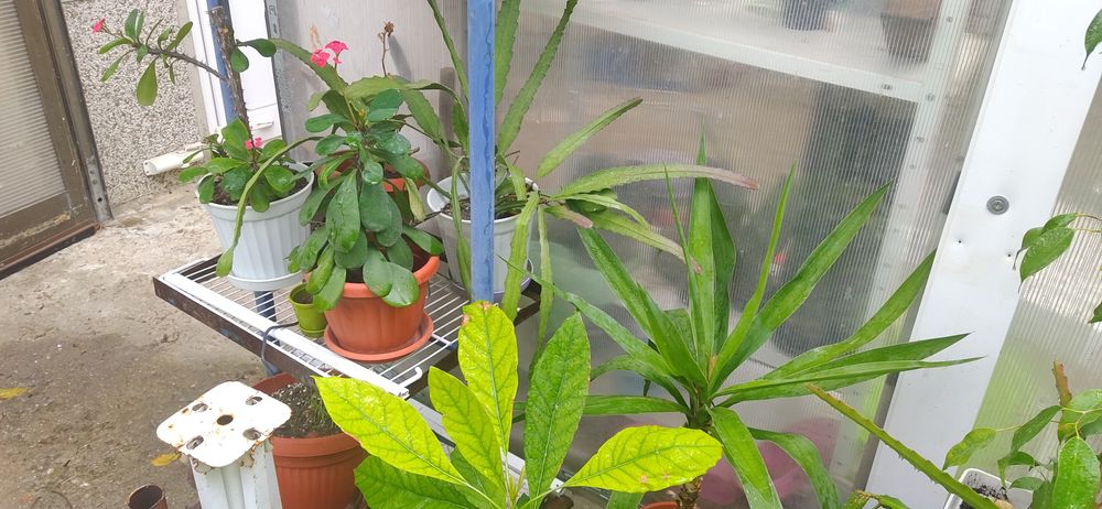 продавам Авокадо, дръвче и други цветя