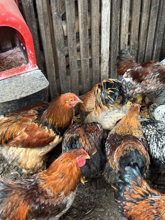 Brahma Columbia, HD si Albastru