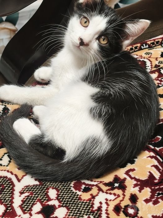 Отдам  котят в добрые руки