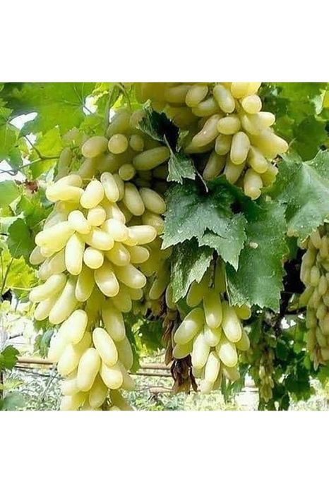 Uzum ko'chatlari Gullar va Mevali daraxt ko'chatlari aniq Sortlardan.