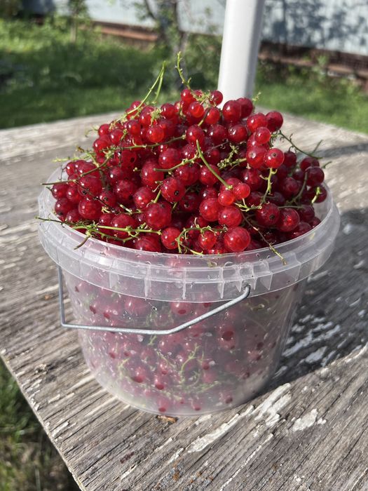 Смородина красная домашняя
