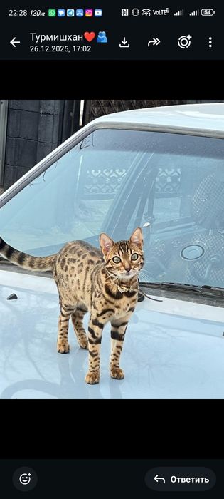 Отдам кошку БЕНГАЛ
