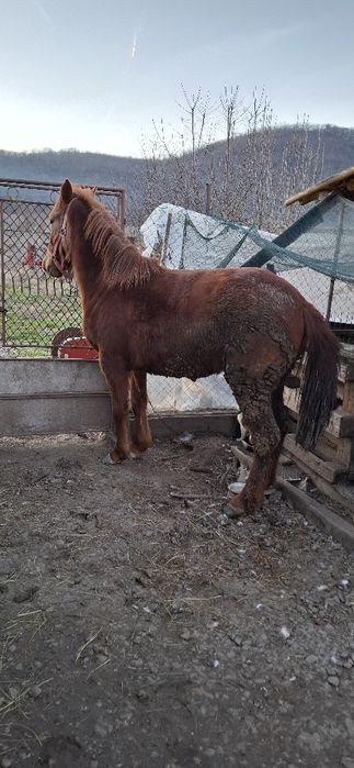 Mânză de un an jumate