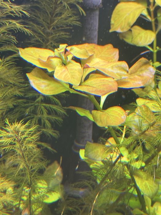 Pachete de plante disponibile