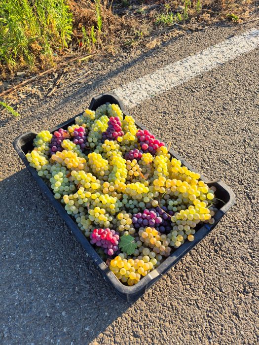 Vand struguri de masă