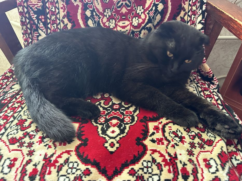 Отдам котика подобрали на улице