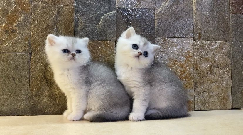 Британка късокосместа