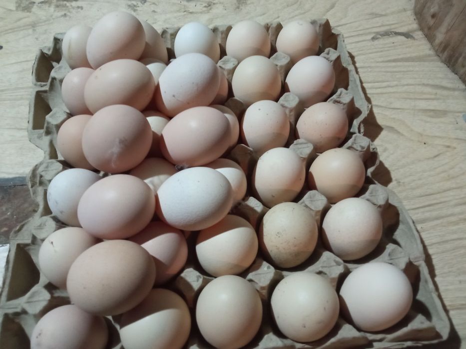 Sifatli Bramo tuhumlari ochirish uchun