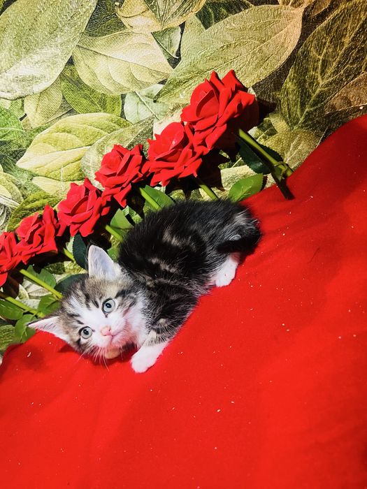 Котята британцы биколорные