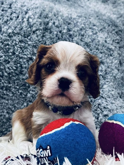 Щенки кавалер кинг чарльз