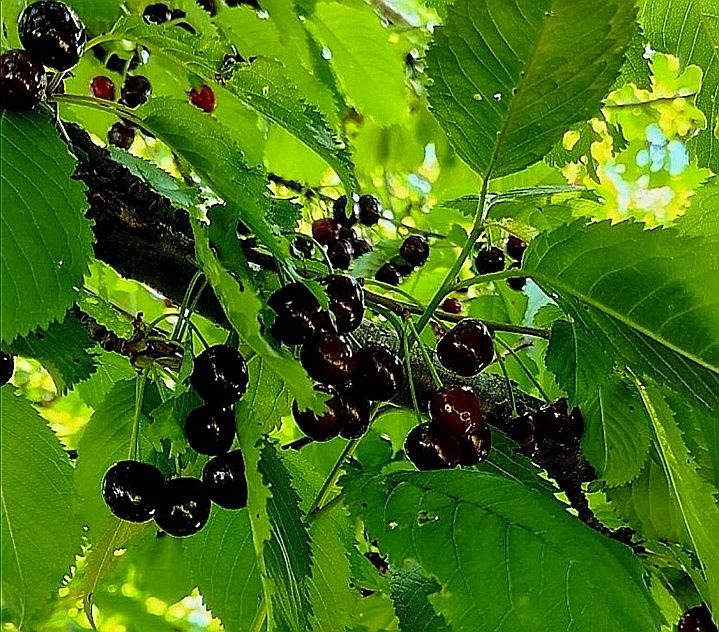 Cireșe  negre  amare și dulci.