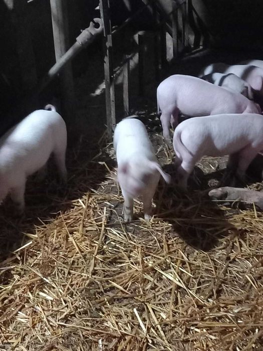 Прасета           .