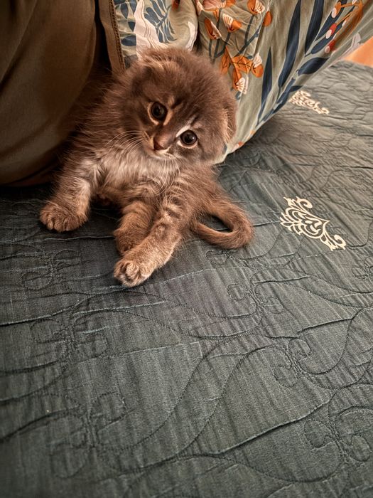 Котенок шотландская