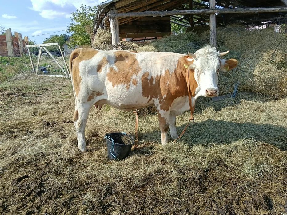 Vând vacă la prima fătare vacă cuminte