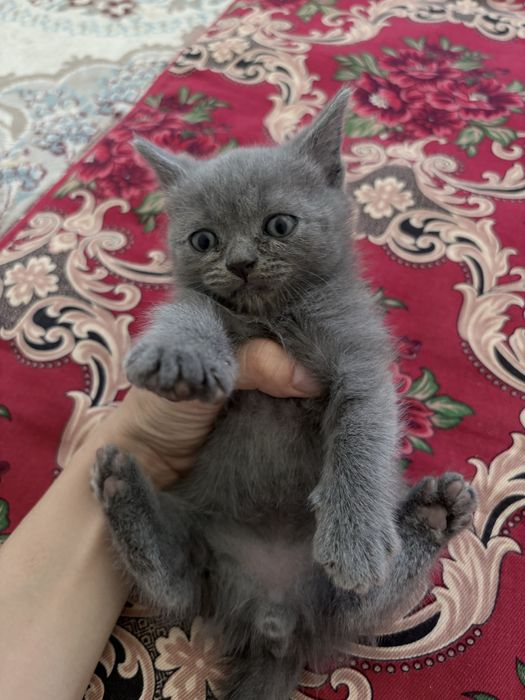 Британские котята