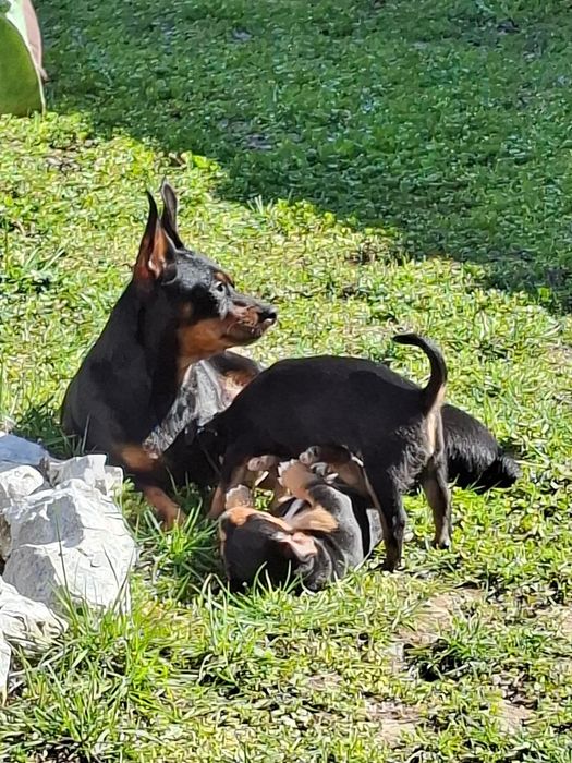 Продавам Кученца Пинчери