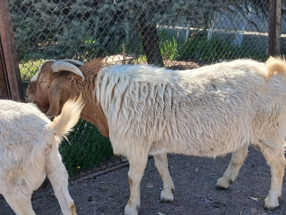 Ағылшын-нуб пайыздық ешкілер