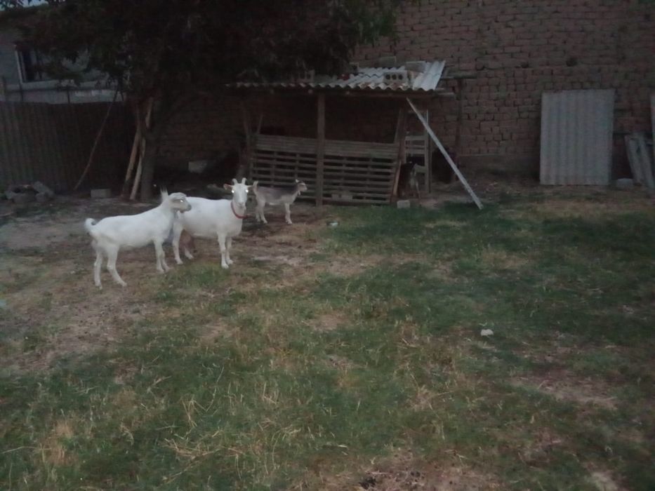 Ешкілер пародалы