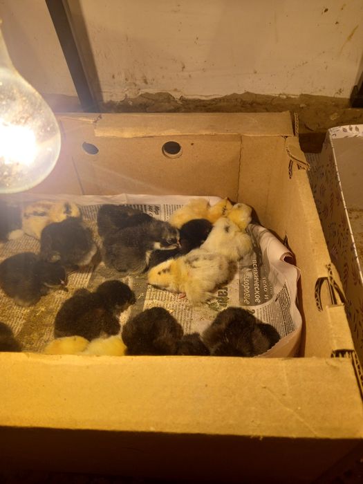 Сутчни шошелер коп