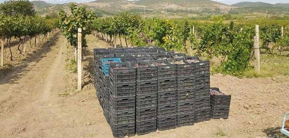 Грозде от производител Сливенския регион