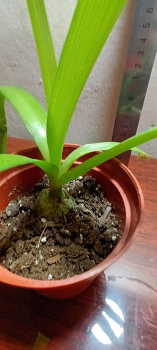 Лечебное растение Индийский лук